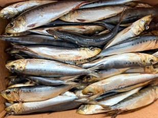 Сарган (рыба игла) холодного копчения: Сельдь Иваси х\к